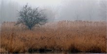 Foggy morning / ***