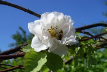 Rosa "twine" / ***
