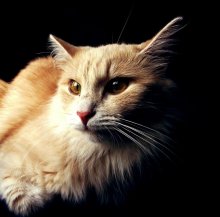 Proud Cat / ***