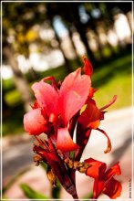 Autumn color / ***
