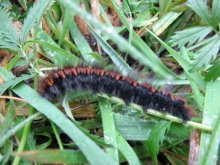caterpillar / ***