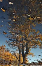 Dreams of the Tree / preparing for sound sleep)