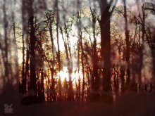 Autumn / ***