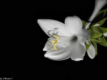 Moonflower ... / ***