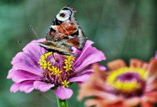 Butterfly / ***