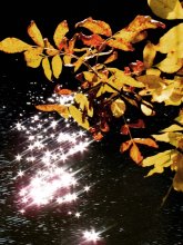 Reflections / ***