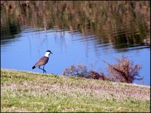 lapwing in water / ***
