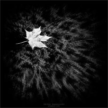 [ Fallen ] / ***