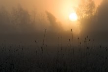 Gold mist / ***