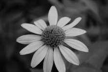 flower / ♥♥♥♥♥♥