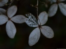 Fleur / dried