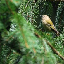 Wren - a bird singing / ***