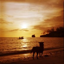 Fishing at dawn / ***