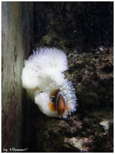 Nemo / ***