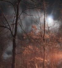 autumn night / ...............