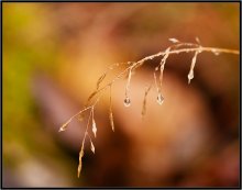 What is the fall color 15 / ***