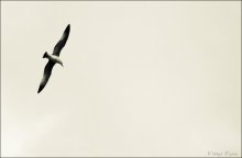 nevesomost_ / _______