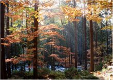 Herbst / ***