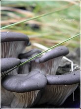 Mushrooms / ***