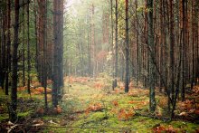 &quot;Das Holz ist, desto weiter im Wald&quot; / ***