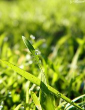 After the rain / .....................