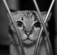 I sit behind bars in prison crude .. / ***