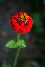 Blume / ***