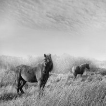 "Where is the horse, there are no evil forces" / ***
