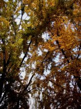 Autumn / ......