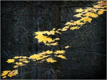 LINE OF AUTUMN. / ***