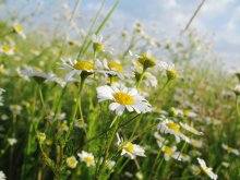 camomile field / ***