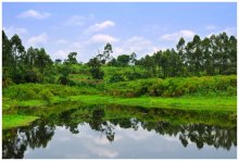 African landscape / ***