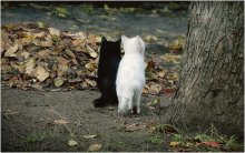 Die Betrachtung der Herbst ... / ***