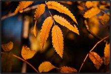 What is the fall color 16 / ***