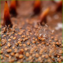 Chestnut kingdom ... / ***