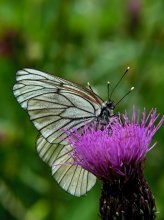 Boyaryshnitsa / Aporia crataegi