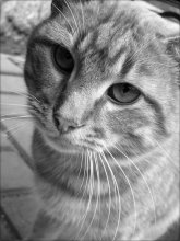 cat / ***