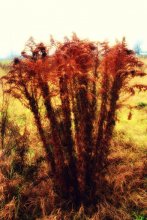 BUSH / ***