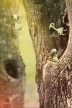 tree / ***