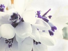last snow / ***