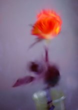 behind glass / . . .