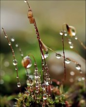 Herbst Rezepte ... / ***