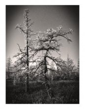 Unbowed / Larix sibirica