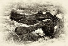 Crocodile / ******