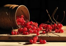 Viburnum / **************