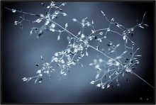 Rief Herbst 1911 / ***