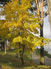 Yellow Maple / .....
