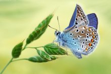 Blues, crumpled wing / ***