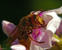 hornet / Vespa crabro