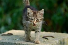 Kitten / ***